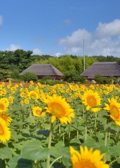 2024年茨城県　子連れひまわりスポット　国営ひたち海浜公園